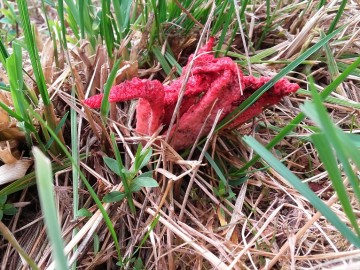 okratek australijski clathrus archeri - apa diaba. fot. sebastian piskorski, 